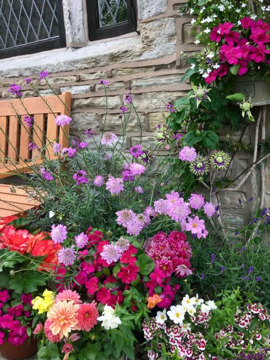 Pavement garden with lots of flowers