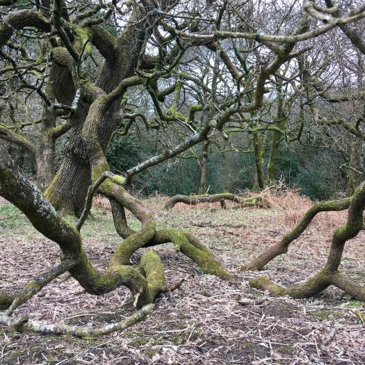 Oak tree propped up by a rooted branch