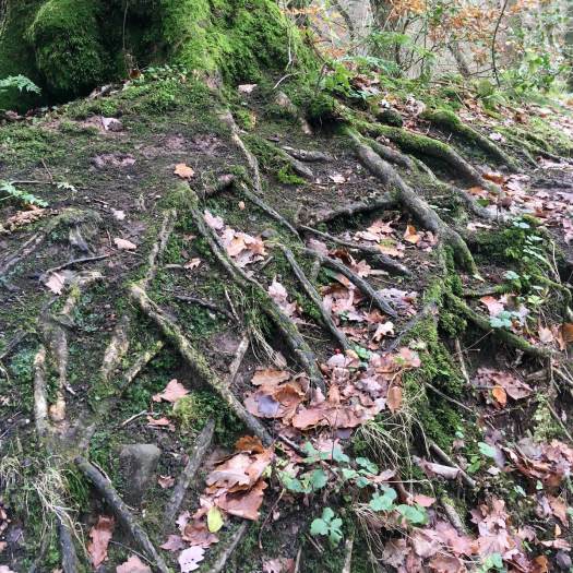 Tree roots left bare by erosion
