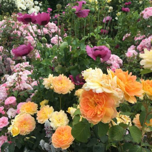 Rosa Molineux with poppies