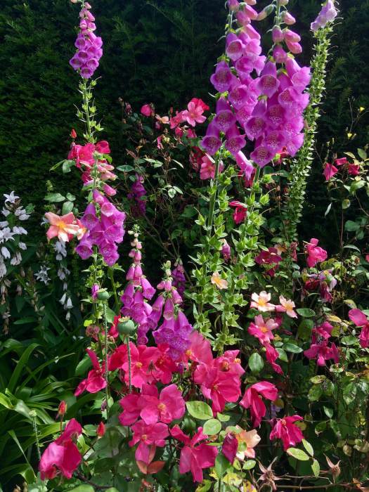 Rosa mutabilis with foxgloves and campanulas