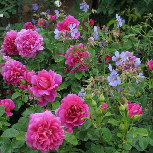 Companion plants: Rosa 'Princess Anne' with Geranium 'Mrs Kendall Clark'