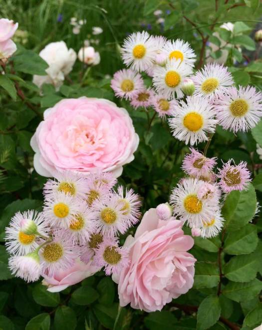 Companion plants: rose with erigeron
