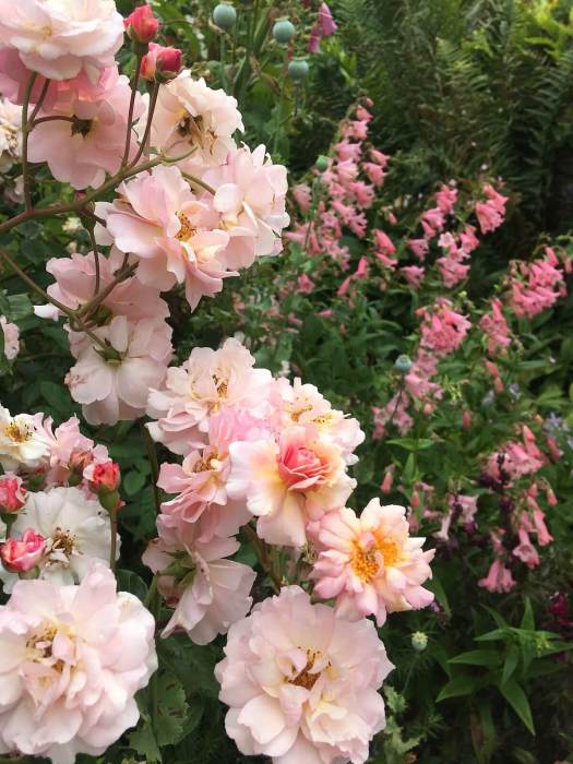 Peachy-apricot roses with penstemons