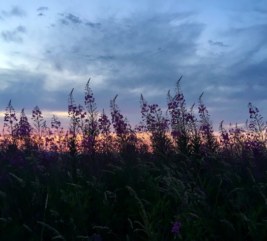 Rosebay willowherb silhouetted at dusk