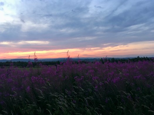 Rosebay willowherb and grasses with sunset