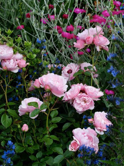 Pink roses with Lychnis coronaria and Echium vulgare