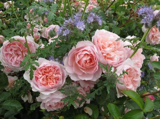 Roses with Phacelia tanacetifolia