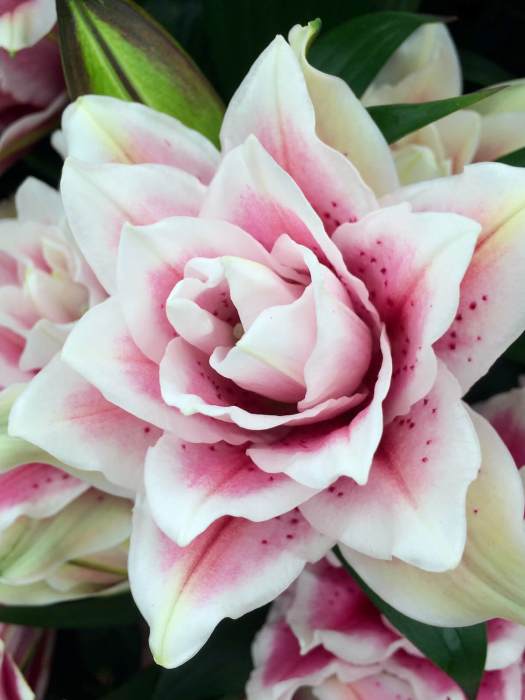 Lilium 'Roselily Samantha'