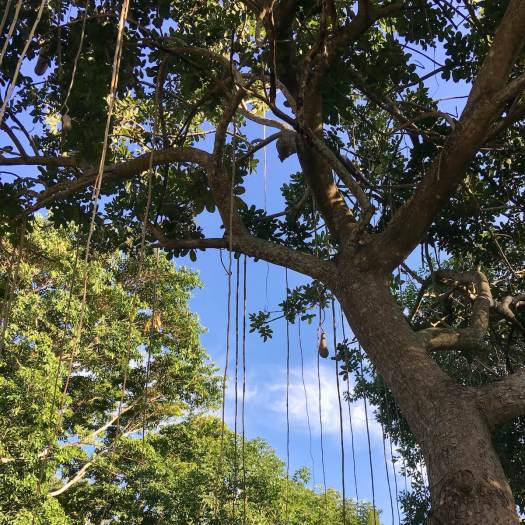 Kigelia africana seems to have long thin aerial roots