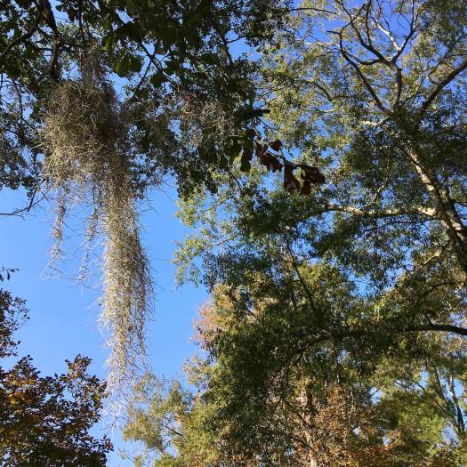Spanish moss hanging from a tree