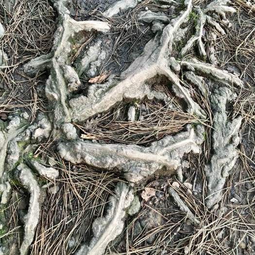 Tree roots with fallen pine straw