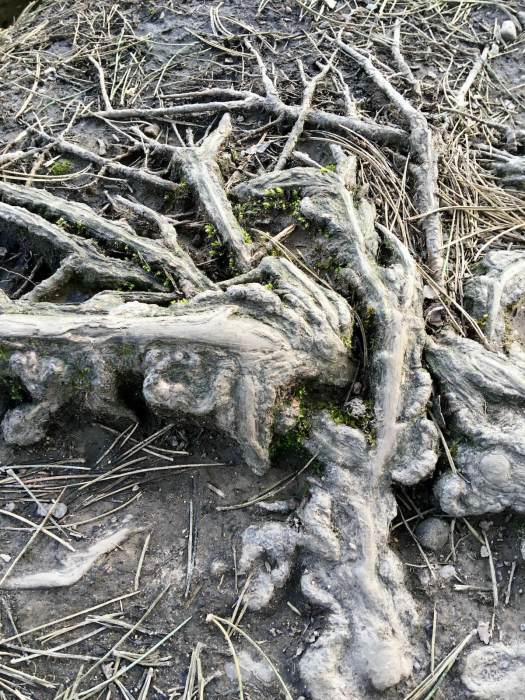 Worn surface roots on a path
