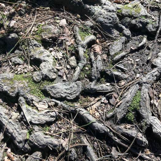 Tree roots worn by walkers