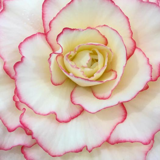 Cream begonia with a red petal edge (macro)