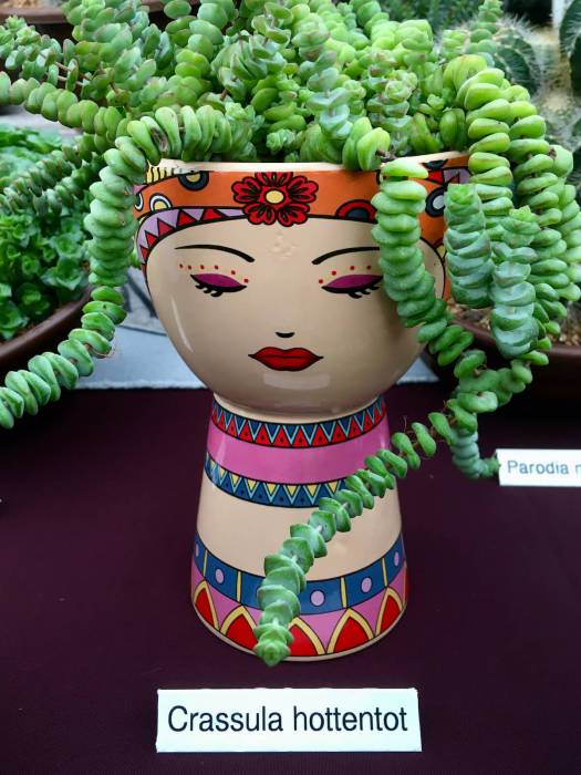 Crassula hottentot in a porcelain lady pot