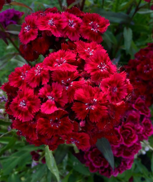 Dianthus barbatus red - Sweet William