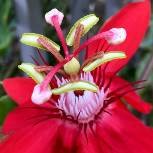 Red passionflower (Passiflora vitifolia)