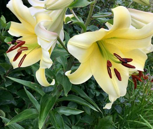 Yellow lily