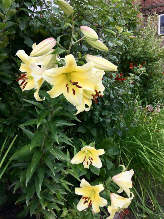 Yellow lily in a garden