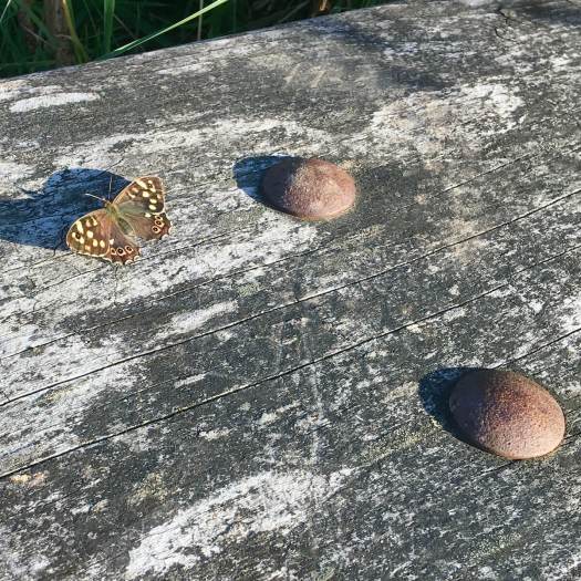 Butterfly sunbathing on a moorland bench