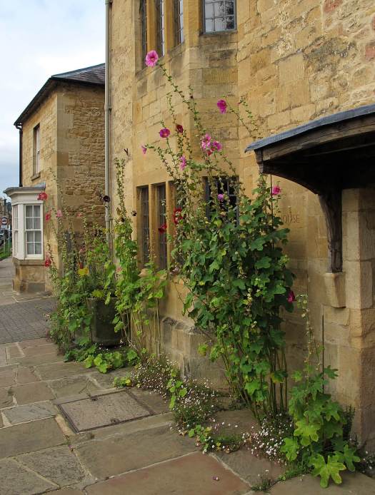 Tall hollyhocks growing in a pavement outside a Cotswold house