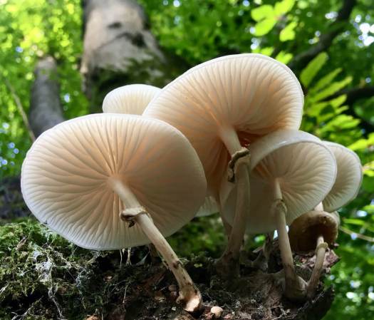 Looking up at mushrooms with pale gills on a tree