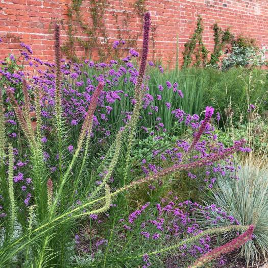 Liatris and verbena bonariensis