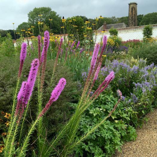 Liatris at RHS Bridgewater