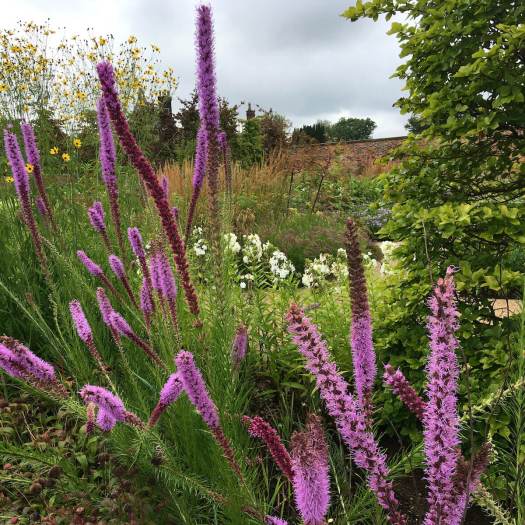 Liatris flower border in a walled garden