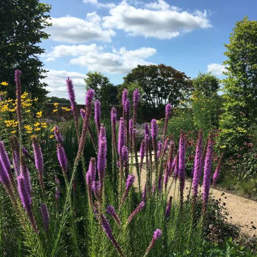 Liatris in a mixed border at RHS Bridgewater