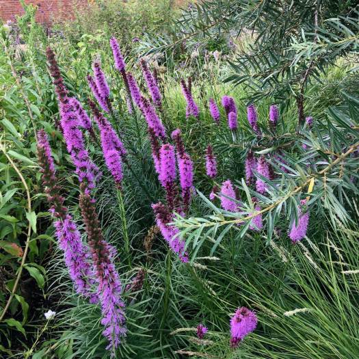 Liatris with foliage
