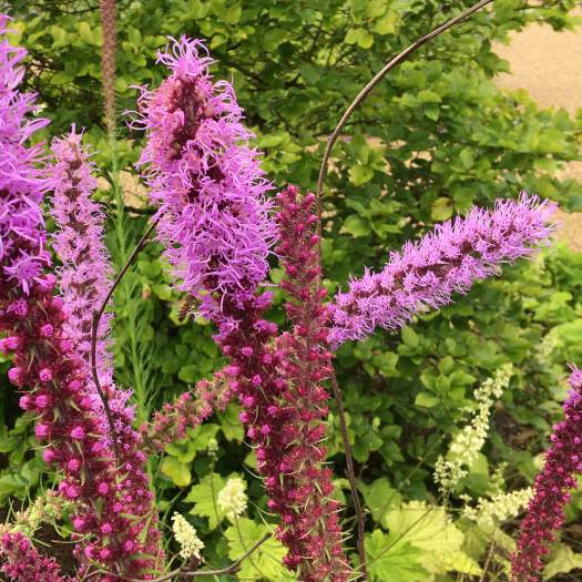 Liatris