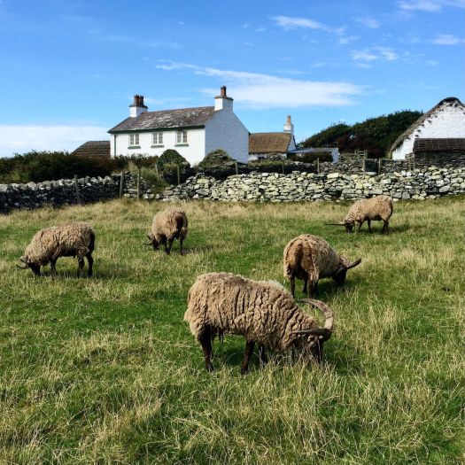 Manx Loaghtan sheep grazing on a croft preserved at Cregneash village