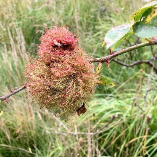 Mossy rose gall (Rose bedeguar gall)
