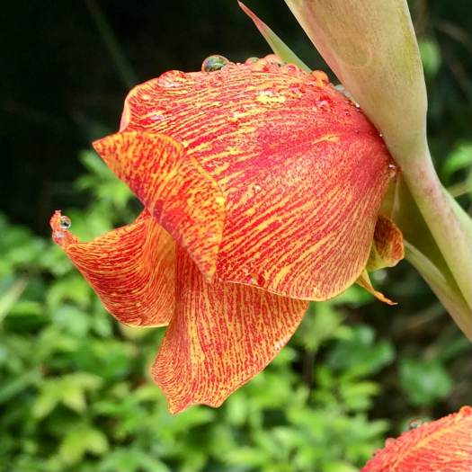 Striped and speckled orange gladiolus
