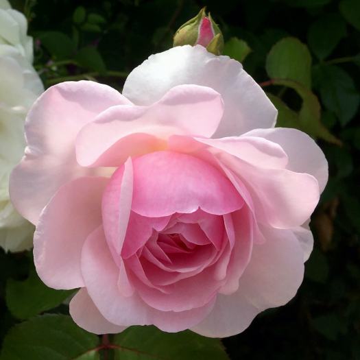 Pink rose | Rosa 'Olivia Rose Austin'