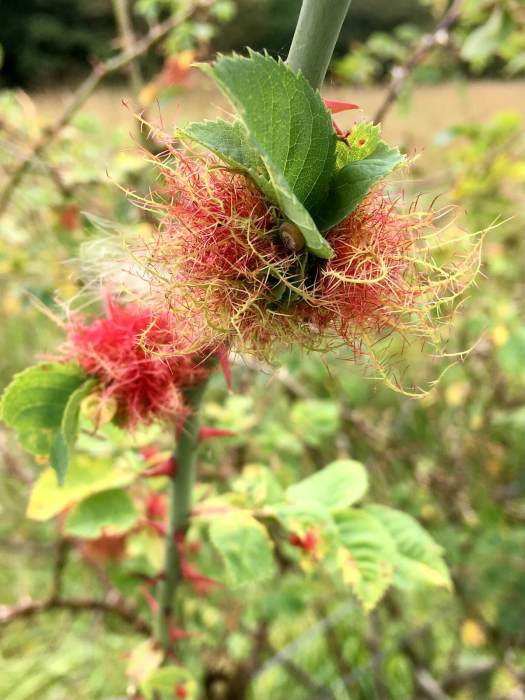 Bright red, mossy balls on a rose