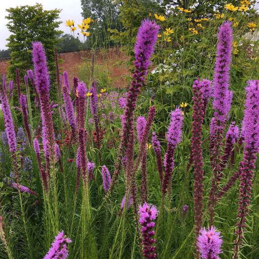 Flower border with liatris