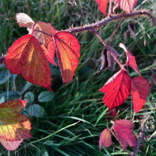 Autumn blackberry leaves translucent in the sun