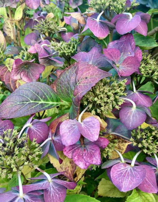 Autumn hydrangea with purple-blue tones