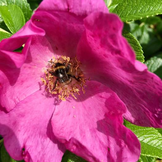 Bee pollinating a rose