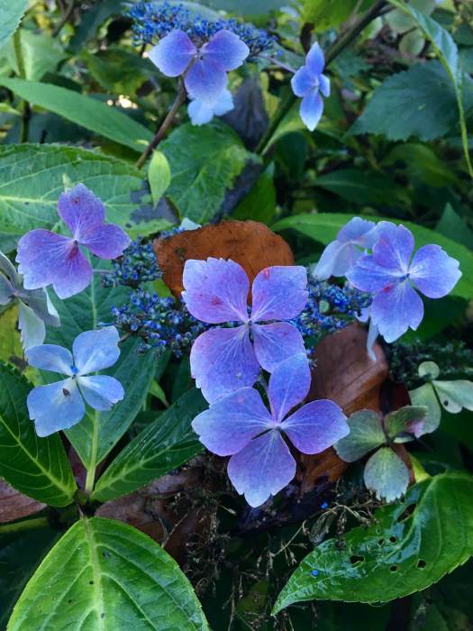 Blue hydrangea in November with starry flowers
