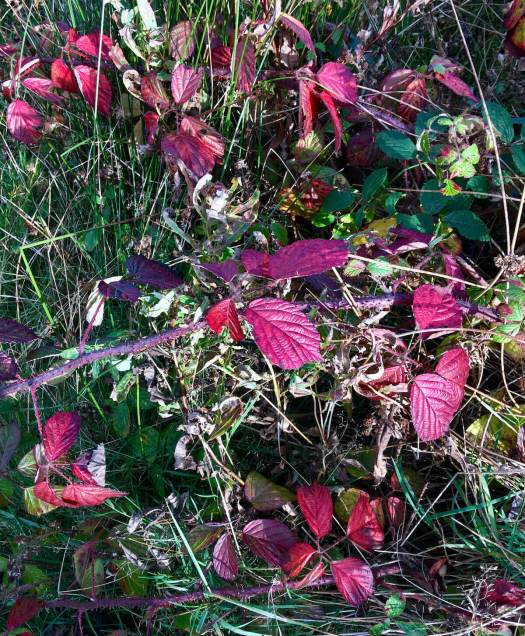 Bramble runners with purple foliage in the grass