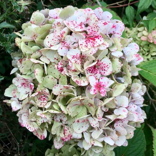 Faded and speckled hydrangea