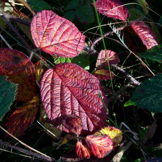 Bramble leaves can turn red in autumn