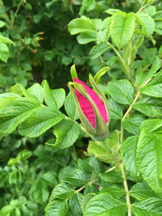 Rugosa rose bud