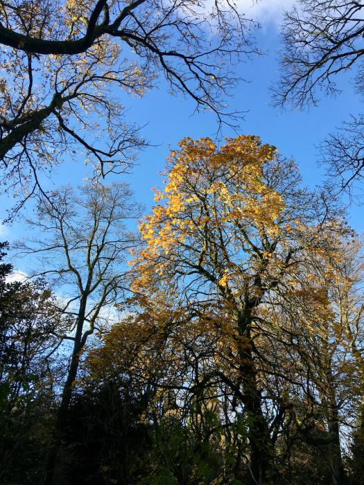 Sycamore with golden leaves