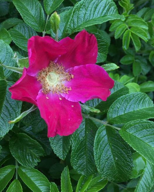 Fully open rugosa rose with five petals
