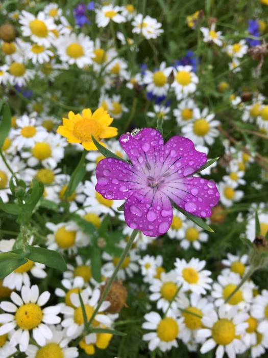 Corncockle in wildflowers